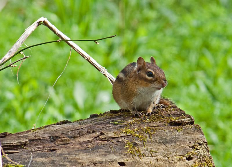 IMAGE: http://i915.photobucket.com/albums/ac352/LJG_photo/Canon/Critter.jpg