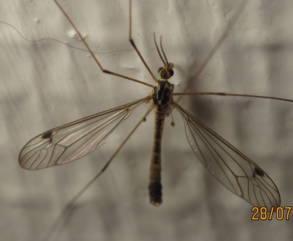 IMAGE: http://i915.photobucket.com/albums/ac353/kdk_photo/Misc_images/langbein3.jpg