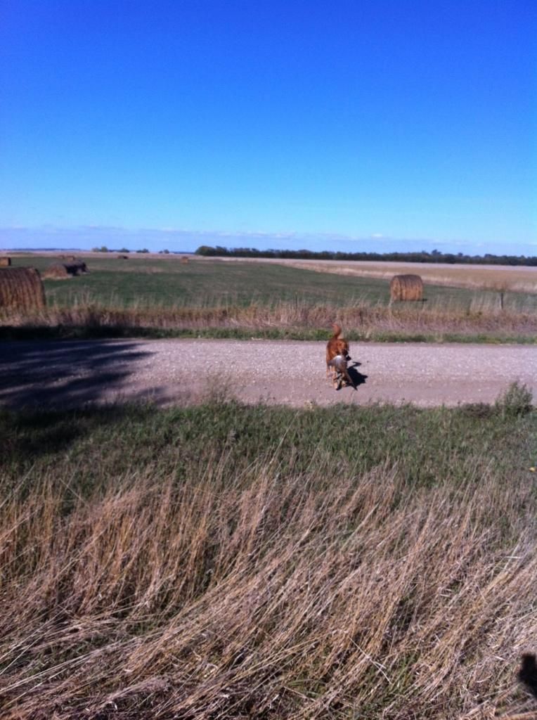 SagefirstwildSDrooster_zps5076d5bb.jpg