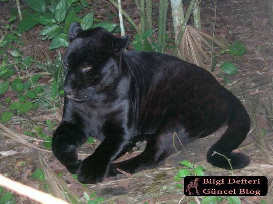 Jaguar Ozellikleri