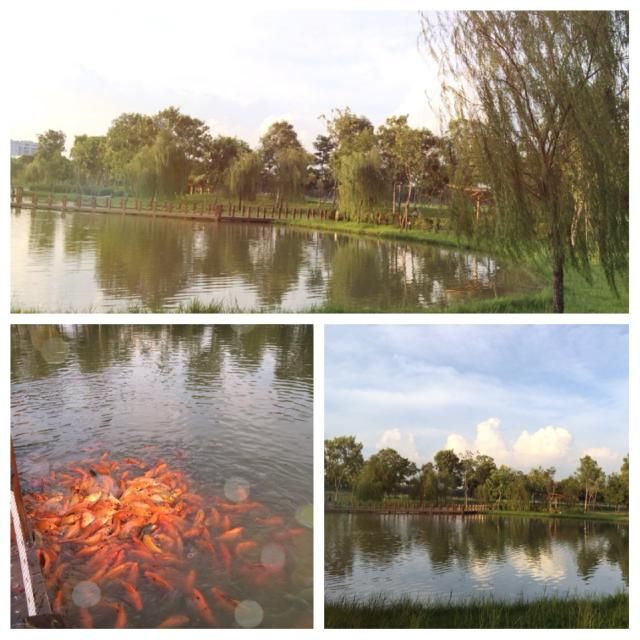 Bán gấp chung cư cao cấp Celadon City, kế bên siêu thị Nhật Aeon Mall. View hồ, phon - 40