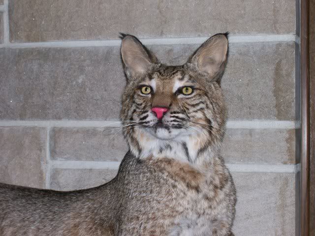 Bobcat.jpg?t=1278018804
