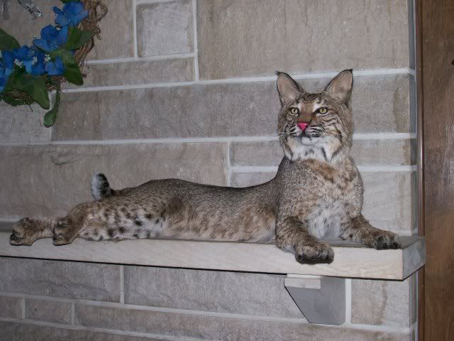 Bobcat2.jpg?t=1278019091