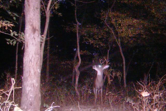 mdgc0056.jpg?t=1287191895