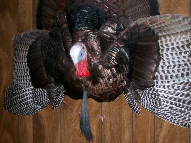 myturkey.jpg?t=1266367798