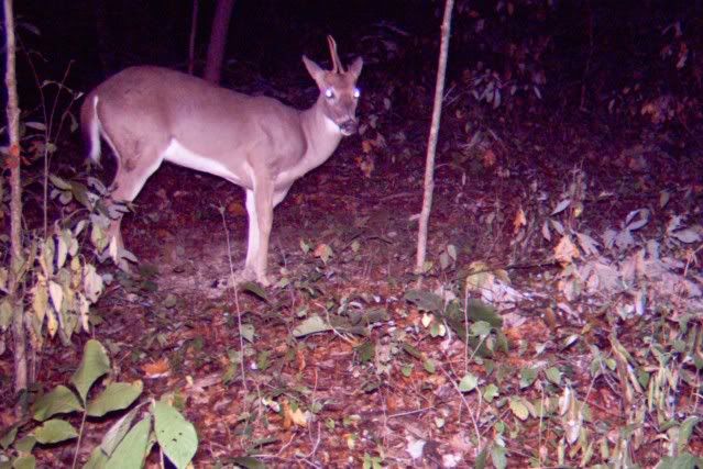 unicorn.jpg?t=1286474435