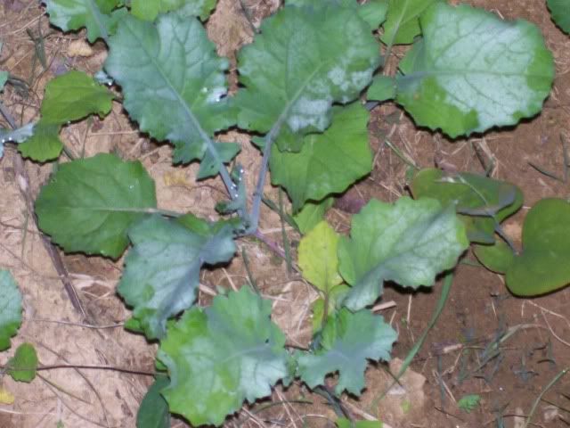 unknownplant.jpg?t=1249358168