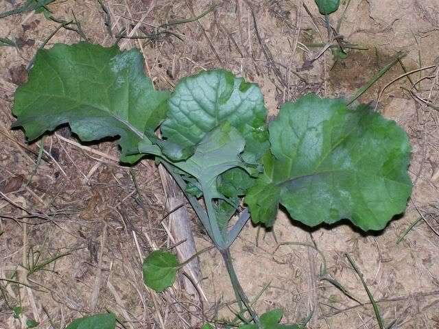 unknownplant2.jpg?t=1249358481