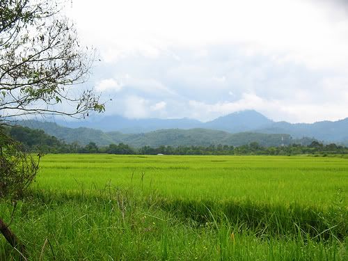 sawah Pictures, Images and Photos