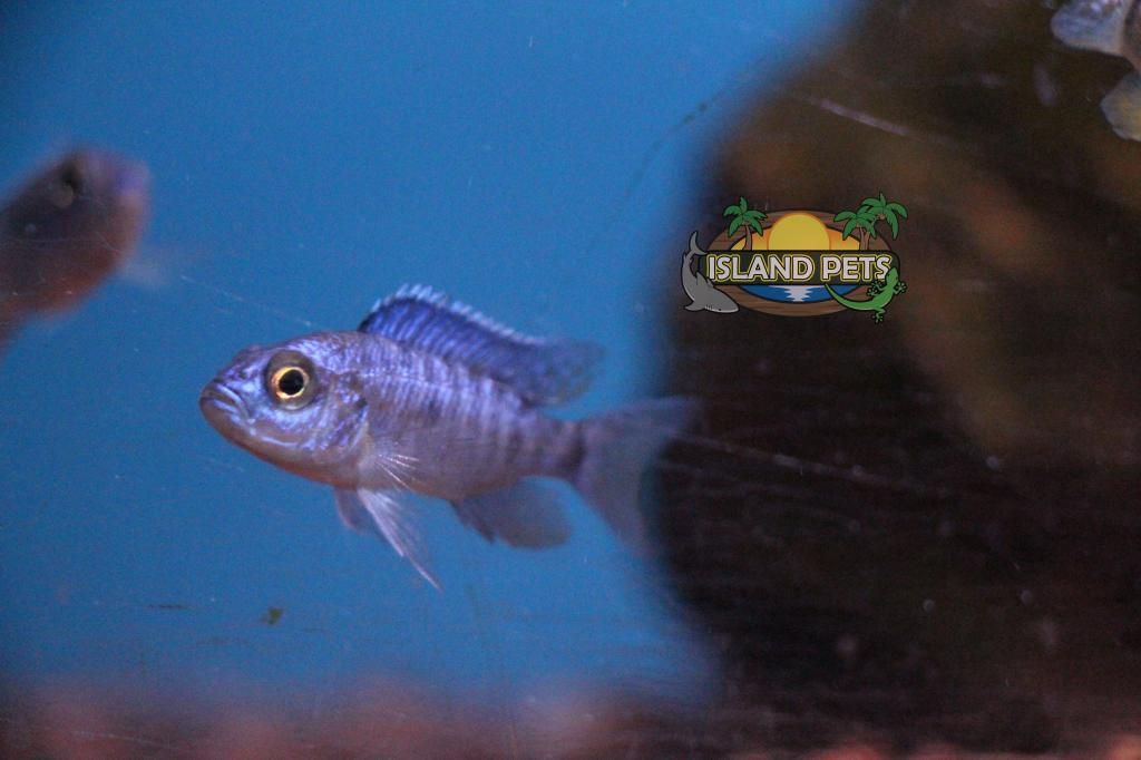 Pictures Burnaby fish room July 28th British Columbia Aquarium Forums