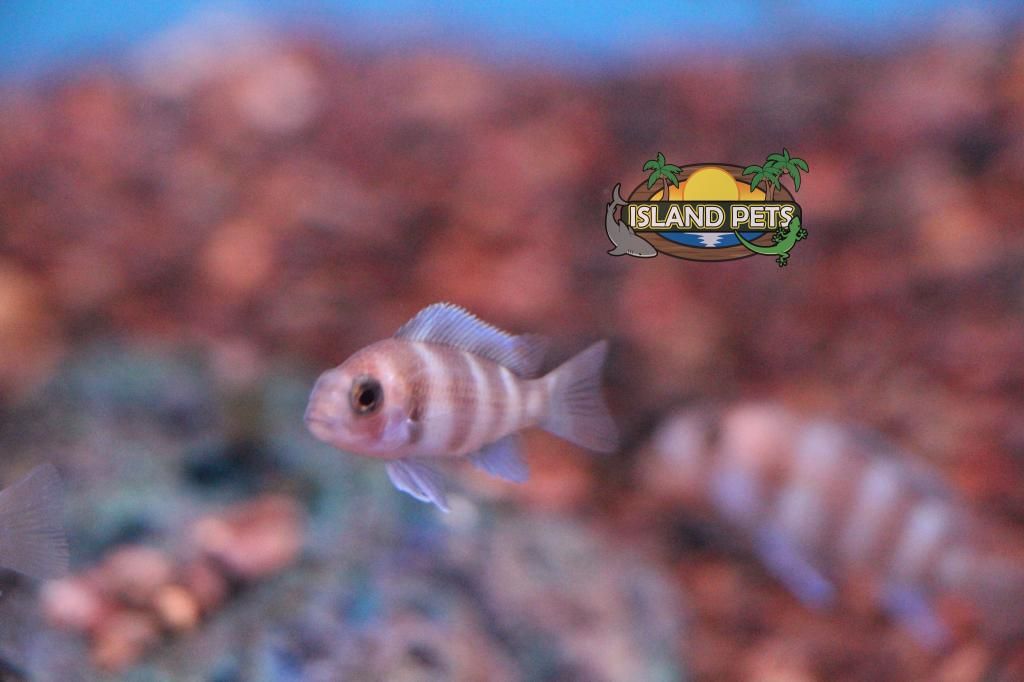 Pictures Burnaby fish room July 28th British Columbia Aquarium Forums