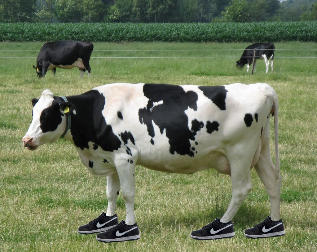 black shoe diaries