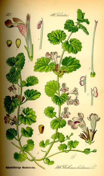 Alehoof, or Ground-Ivy Pictures, Images and Photos