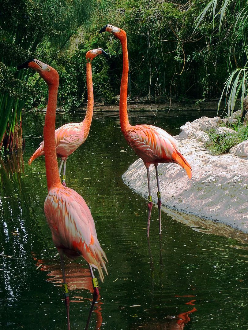 Flamencos