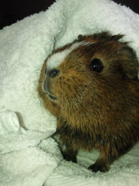 BathtimeBrannie.jpg