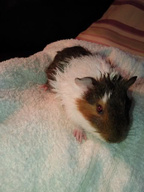 BathtimeJunior.jpg
